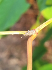 Aphrastus taeniatus