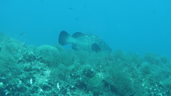 Epinephelus marginatus