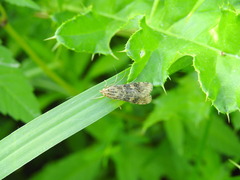 Nomophila nearctica