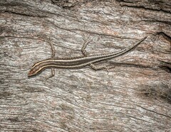 Cryptoblepharus pulcher