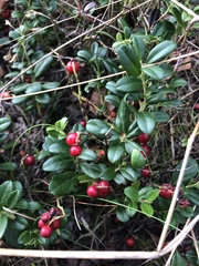 Vaccinium vitis-idaea
