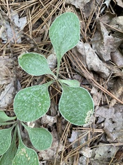 Antennaria plantaginifolia