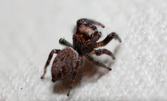 Evarcha proszynskii