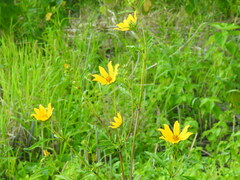 Bidens polylepis