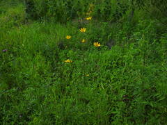 Bidens polylepis