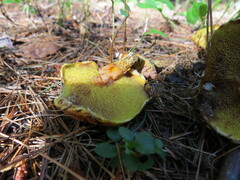 Suillus americanus