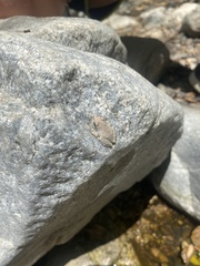 Pseudacris cadaverina