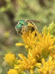 Agapostemon
