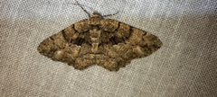 Peribatodes ilicaria