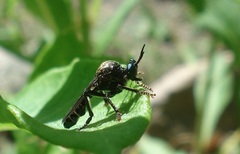 Dioctria atricapilla