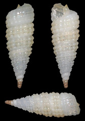 Cerithiopsidae