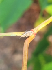 Aphrastus taeniatus