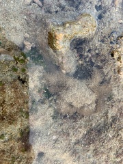 Pilumnus vespertilio