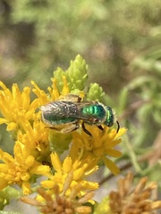 Agapostemon