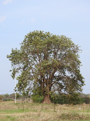 Phytolacca dioica