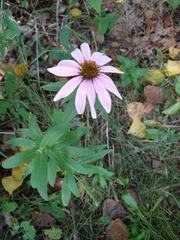 Echinacea