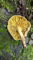 Phylloporus