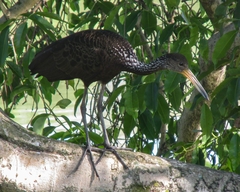 Aramus guarauna
