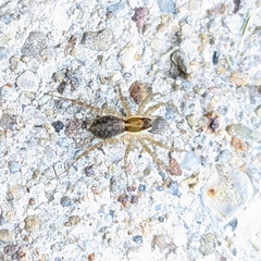 Tigrosa helluo