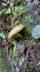 Phylloporus