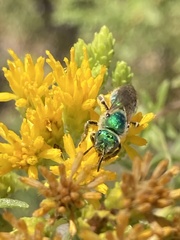Agapostemon