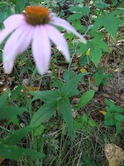 Echinacea