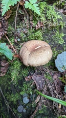 Phylloporus