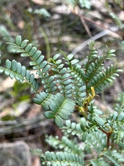 Acacia terminalis