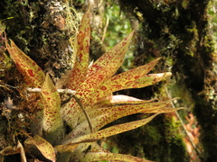 Tillandsia biflora