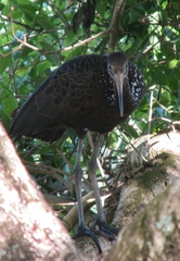 Aramus guarauna