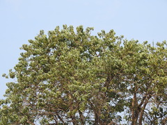 Phytolacca dioica