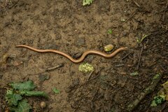 Anguis fragilis