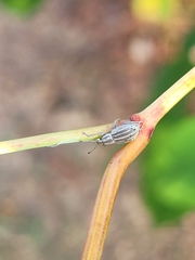 Aphrastus taeniatus