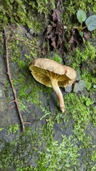 Phylloporus