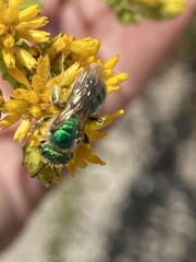 Agapostemon