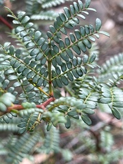 Acacia terminalis