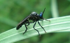 Dioctria atricapilla