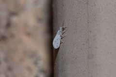 Coniopterygidae