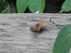 Polygonia