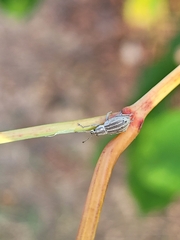 Aphrastus taeniatus