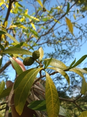 Tabernaemontana catharinensis