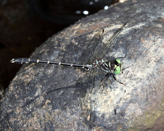 Stylogomphus albistylus