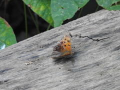 Polygonia