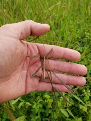 Paspalum