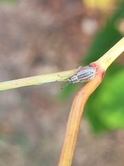 Aphrastus taeniatus