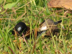 Spermestes bicolor nigriceps