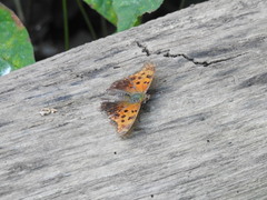 Polygonia
