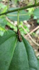 Estenorhinus goudoti