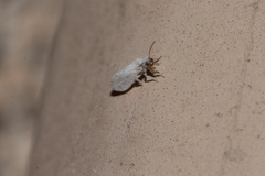 Coniopterygidae