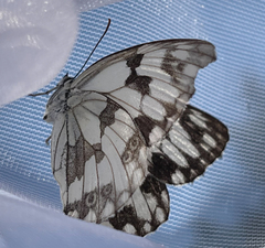 Melanargia lachesis